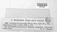 Coniothyrium baptisiae image